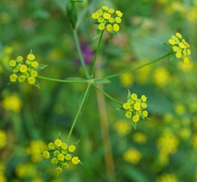 Bupleurum falcatum, photographed by Patrick Hacker