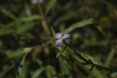 Murdannia keisak, photographed by Tanya Riseman