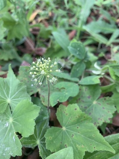 Hydrocotyle acutifolia, photographed by Line Juul Nielsen