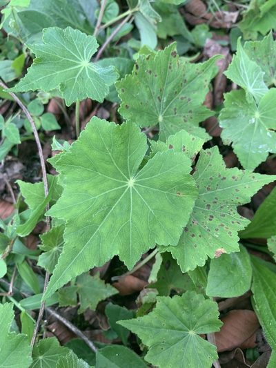 Hydrocotyle acutifolia, photographed by Line Juul Nielsen