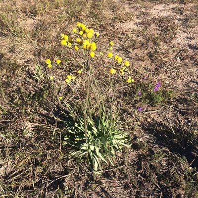 Senecio othonniflorus, photographed by Andrew Gillespie