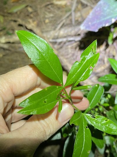 Zieria southwellii, photographed by Greg Tasney