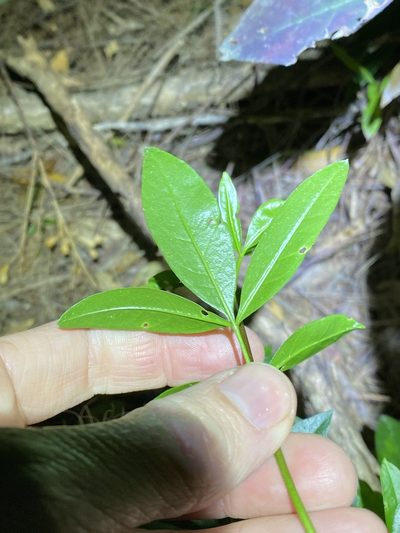 Zieria southwellii, photographed by Greg Tasney