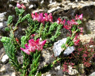 Erica taylorii, photographed by Di Turner
