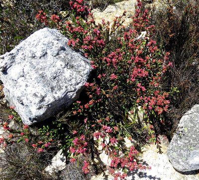 Erica taylorii, photographed by Di Turner