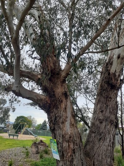 Eucalyptus ovata, photographed by John Cull