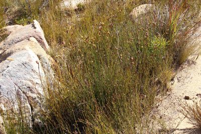 Ficinia cedarbergensis, photographed by Tony Rebelo