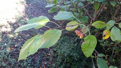 Malus fusca, photographed by user12