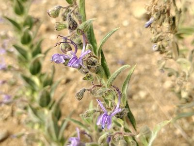 Trichostema lanceolatum, photographed by Daniel S.