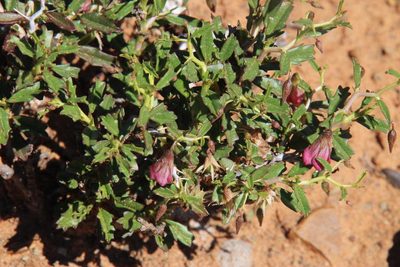 Hermannia spinosa, photographed by Tony Rebelo