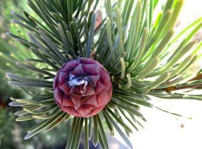 Leucadendron album, photographed by Di Turner