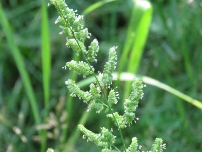 Beckmannia syzigachne, photographed by Erin Springinotic