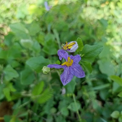 Solanum trilobatum, photographed by Paulmathi Vinod