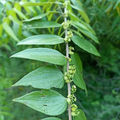 Ziziphus oenopolia, photographed by Paulmathi Vinod
