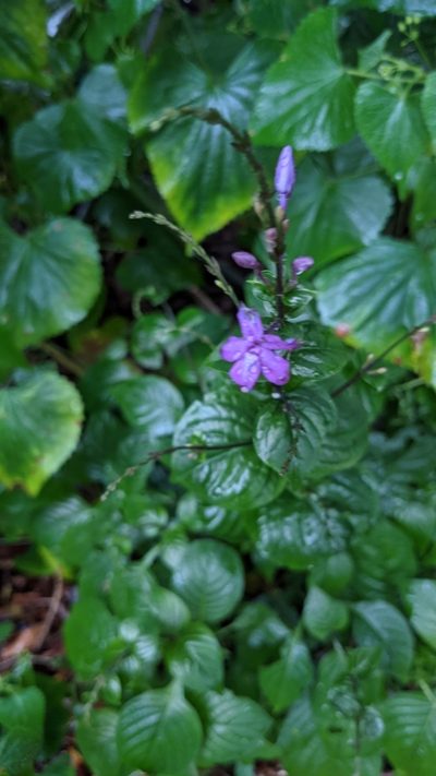 Pseuderanthemum cuspidatum, photographed by Jake Rehage