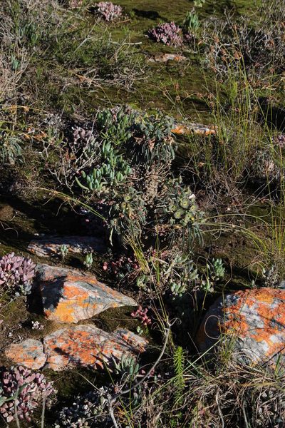 Euphorbia clava, photographed by Tony Rebelo