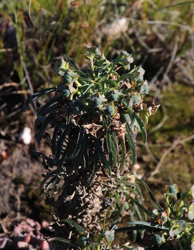 Euphorbia clava, photographed by Tony Rebelo