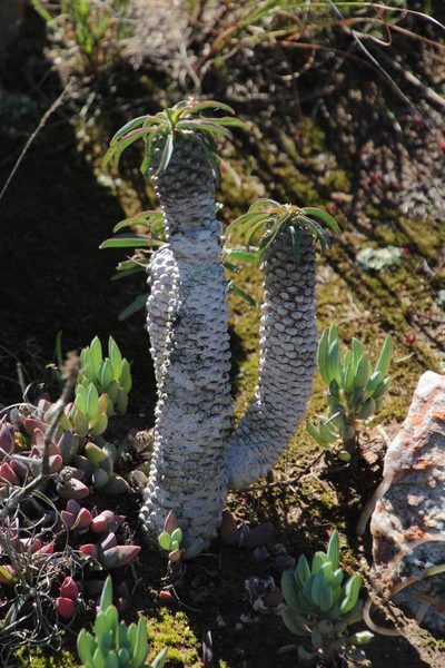 Euphorbia clava, photographed by Tony Rebelo