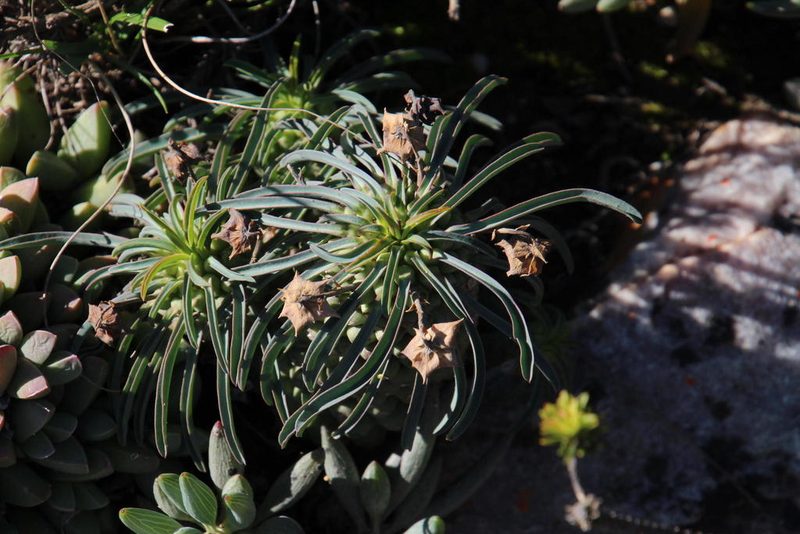 Euphorbia clava, photographed by Tony Rebelo