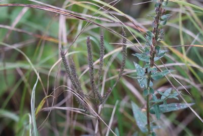 Verbena hastata, photographed by Henry "Nick" Robertson