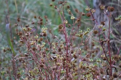 Bidens cernua, photographed by Henry "Nick" Robertson