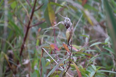 Asclepias incarnata, photographed by Henry "Nick" Robertson