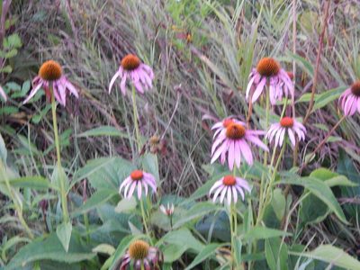 Echinacea purpurea, photographed by Tom Lazar
