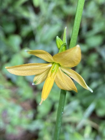 Echeandia formosa, photographed by Grete Pasch