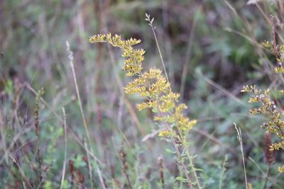 Solidago nemoralis, photographed by Henry "Nick" Robertson