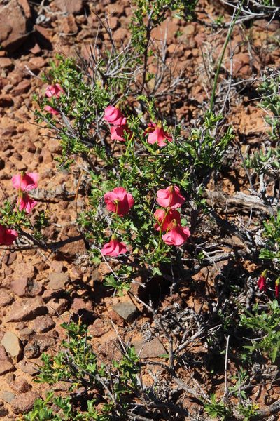 Hermannia grandiflora, photographed by Tony Rebelo