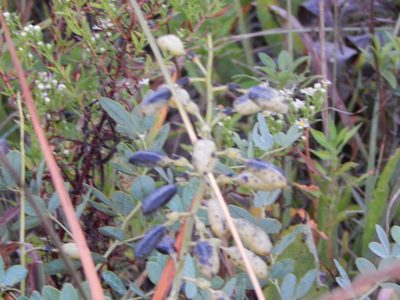 Baptisia lactea, photographed by Tom Lazar