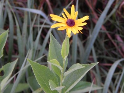 Rudbeckia subtomentosa, photographed by Tom Lazar