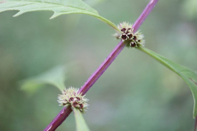 Lycopus americanus, photographed by Henry "Nick" Robertson