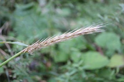 Elymus virginicus, photographed by Henry "Nick" Robertson