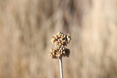 Juncus australis, photographed by Joe Potter Butler