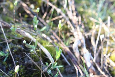 Moenchia erecta, photographed by Joe Potter Butler