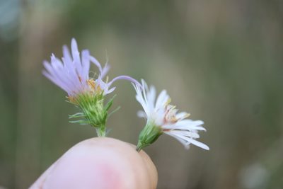 Symphyotrichum lanceolatum, photographed by Henry "Nick" Robertson