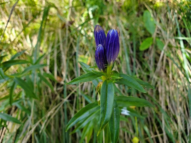 Gentiana linearis, photographed by Will Kuhn