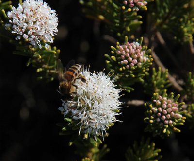 Agathosma gonaquensis, photographed by Tony Rebelo