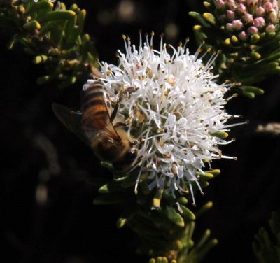 Agathosma gonaquensis, photographed by Tony Rebelo