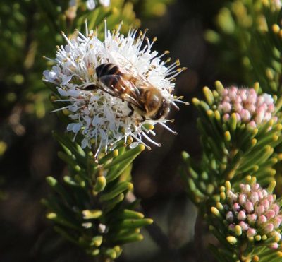 Agathosma gonaquensis, photographed by Tony Rebelo