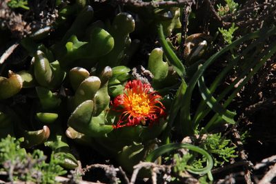 Glottiphyllum difforme, photographed by Tony Rebelo