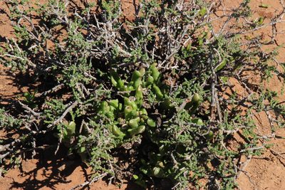 Glottiphyllum difforme, photographed by Tony Rebelo