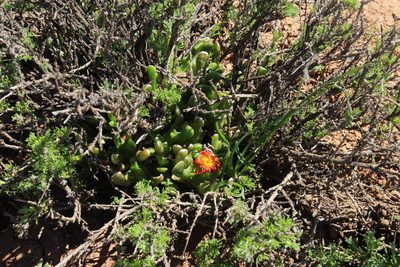 Glottiphyllum difforme, photographed by Tony Rebelo