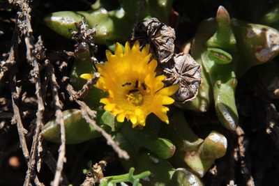 Glottiphyllum difforme, photographed by Tony Rebelo