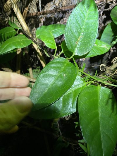 Parsonsia rotata, photographed by Greg Tasney