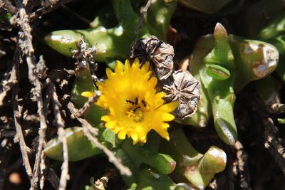 Glottiphyllum difforme, photographed by Tony Rebelo