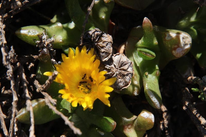 Glottiphyllum difforme, photographed by Tony Rebelo