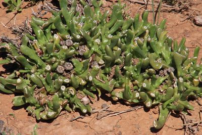 Glottiphyllum difforme, photographed by Tony Rebelo