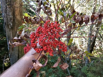Sorbus americana, photographed by Will Kuhn
